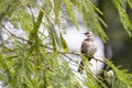 Bulbul bird perched on a twig in nature