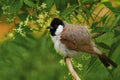 Bulbul bird sitting in a neem tree Royalty Free Stock Photo