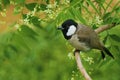 Bulbul bird sitting in a neem tree Royalty Free Stock Photo