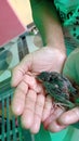 Bulbul chick bulbuls two days baby sitting in the palm