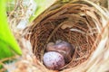 Bulbul chick and egg in nest