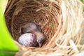 Bulbul chick and egg in nest Royalty Free Stock Photo
