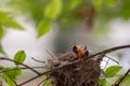 Bulbul chicks in the nest.