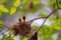 Bulbul chicks in the nest.