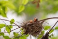 Bulbul chicks in the nest.