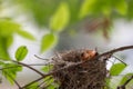 Bulbul chicks in the nest.