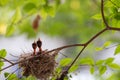 Bulbul chicks in the nest.