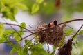 Bulbul chicks in the nest.