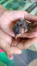 Bulbul chick bulbuls two days baby sitting in the palm