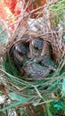 Bulbul chicks bulbul& x27;s three chicks sitting in nest