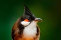 Bulbul detail portrait in nature. Red-whiskered crested bulbul, Pycnonotus jocosus, passerine bird found in Asia. Beautiful bird