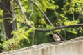 Bulbul Playing Around Royalty Free Stock Photo