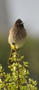 Bulbul Pycnonotidae perched on a branch of a spekboom. Royalty Free Stock Photo