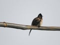 Bulbul Royalty Free Stock Photo