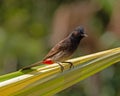 Bulbul Red-Vented Royalty Free Stock Photo