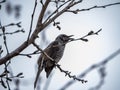 Bulbul in a sakura tree full of buds 3 Royalty Free Stock Photo