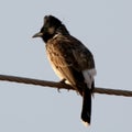 bulbuls Royalty Free Stock Photo