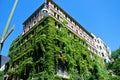 Bulding covered with ivy