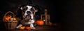 Buldog in halloween hat with pumpkins. Banner with copy space. Generated AI