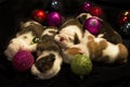 Buldog puppies for Christmas