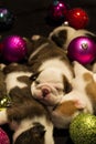 Buldog puppies for Christmas