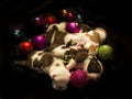 Buldog puppies for Christmas