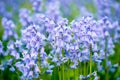 Blue Spanish bluebell Hyacinthoides hispanica flowers in the field Royalty Free Stock Photo