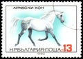 BULGARIA - CIRCA 1980: a stamp, printed in Bulgaria, shows a Arabian horse