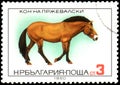 BULGARIA - CIRCA 1980: a stamp, printed in Bulgaria, shows a Przewalski`s horse