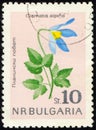 BULGARIA - CIRCA 1963: flowering plant Alpine Clematis (Clematis alpina)