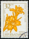 BULGARIA - CIRCA 1986: stamp 32 Bulgarian stotinka printed by Republic of Bulgaria, shows flowering plant Gold Cream, flora