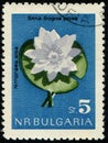 BULGARIA - CIRCA 1963: flowering plant European White Water Lily (Nymphaea alba), white water rose or white nenuphar