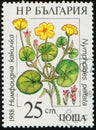 BULGARIA - CIRCA 1988: flowering plant Nymphoides peltata, fringed water lily, yellow floating heart, entire marshwort Royalty Free Stock Photo