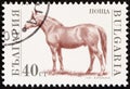 BULGARIA - CIRCA 1991: A stamp printed in Bulgaria shows Horse (Equus caballus)