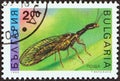 BULGARIA - CIRCA 1993: A stamp printed in Bulgaria from the `Insects` issue shows a Snakefly Raphidia notata, circa 1993.