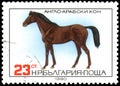BULGARIA - CIRCA 1980: a stamp, printed in Bulgaria, shows a Anglo-Arabian horse