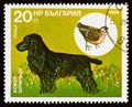 BULGARIA - CIRCA 1985: A stamp printed in Bulgaria shows Cocker Spaniel, Eurasian Woodcock Scolopax rusticola, circa 1985.