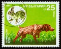 BULGARIA - CIRCA 1985: A stamp printed in Bulgaria shows German Setter, European Rabbit Oryctolagus