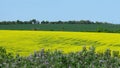 Brassica napus field. Bulgaria fields in spring view. Yellow rapeseed plants and green bushes and grass. Royalty Free Stock Photo