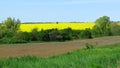 Brassica napus field. Bulgaria fields in spring view. Yellow rapeseed plants and green bushes and grass. Royalty Free Stock Photo