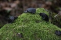 Bulgaria inquinans Black Bulgar mushroom on green mossy log