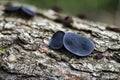 Bulgaria inquinans is a fungus in the family Bulgariaceae. It is commonly known by the name black bulgar and Black Jelly Drops