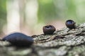 Bulgaria inquinans is a fungus in the family Bulgariaceae. It is commonly known by the name black bulgar and Black Jelly Drops