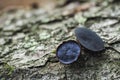 Bulgaria inquinans is a fungus in the family Bulgariaceae. It is commonly known by the name black bulgar and Black Jelly Drops