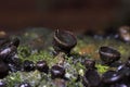 Bulgaria inquinans is a fungus in the Phacidiaceae family known as messy Bulgaria,black bulgar or black jelly drops.