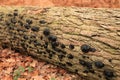 Bulgaria inquinans growing on a tree trunk