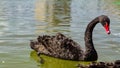 Bulgaria Samokov Black swan swims in a lake in the town of Samokov.