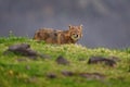 Bulgaria wildlife, Balkan in Europe. Golden jackal, Canis aureus, feeding scene on meadow, Eastern Rhodopes. Wild dog behaviour Royalty Free Stock Photo