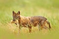 Bulgaria wildlife, Balkan in Europe. Golden jackal, Canis aureus, feeding scene on meadow, Madzharovo, Eastern Rhodopes. Wild dog Royalty Free Stock Photo