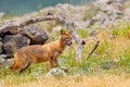 Bulgaria wildlife, Balkan in Europe. Golden jackal, Canis aureus, feeding scene on meadow, Madzharovo, Eastern Rhodopes. Wild dog Royalty Free Stock Photo